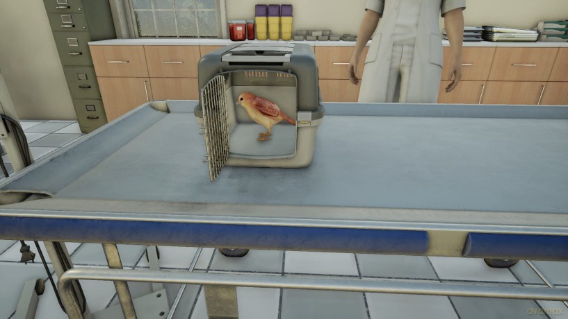 Animal Doctor (Code in a box) [GRA SWITCH]