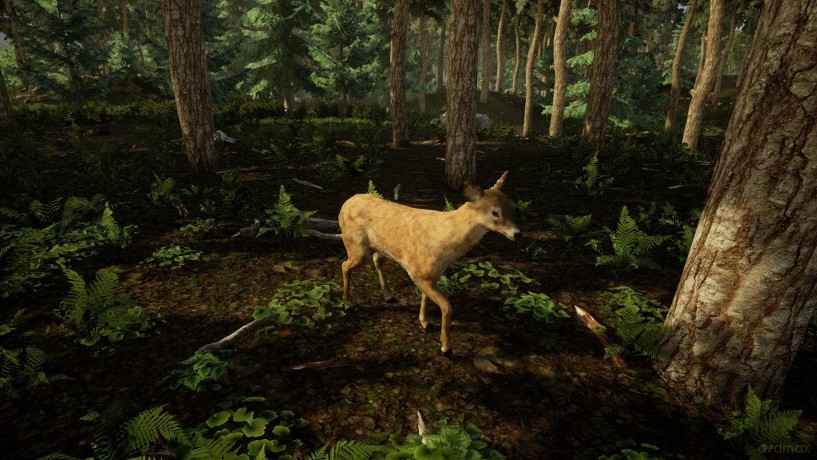 Animal Doctor (Code in a box) [GRA SWITCH]