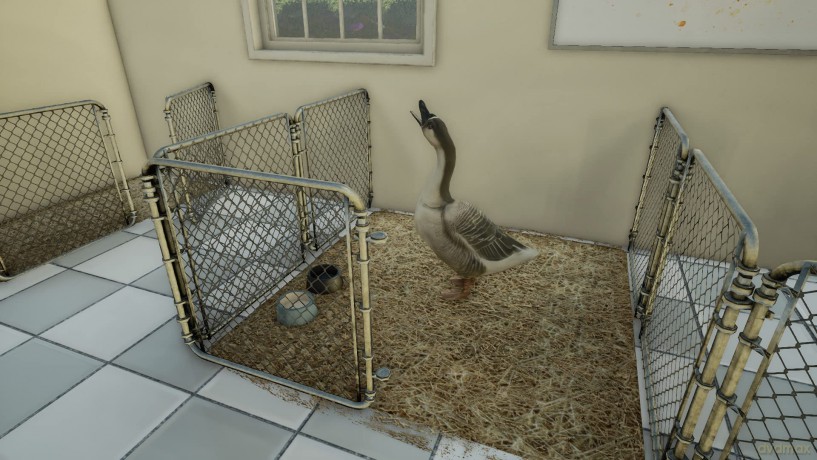 Animal Doctor (Code in a box) [GRA SWITCH]