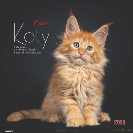 Kalendarz 2025 ścienny albumowy Koty [KALENDARZ]