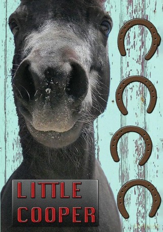 Little Cooper [DVD]