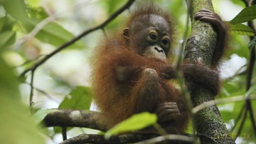 Seven Worlds, One Planet [3xBlu-Ray 4K]+[3xBlu-Ray]