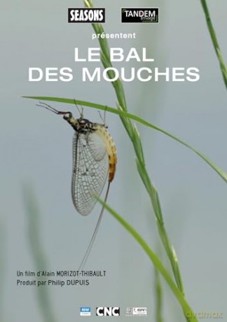 Le bal des mouches [DVD]