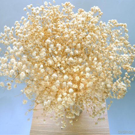Naunauya Baby's Breath [DVD]