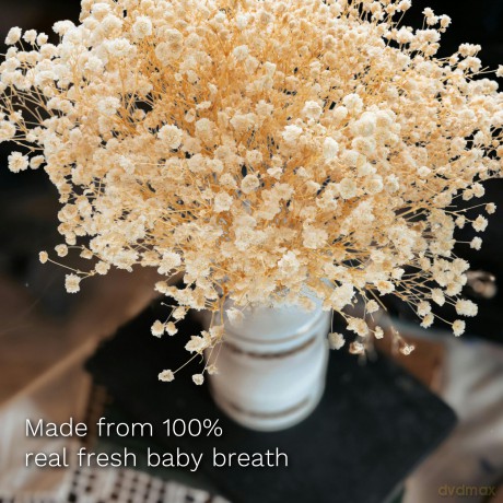 Naunauya Baby's Breath [DVD]
