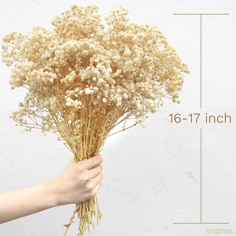 Naunauya Baby's Breath [DVD]
