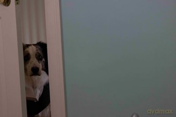 Die Hunde-Gang - Helden auf vier Pfoten [DVD]
