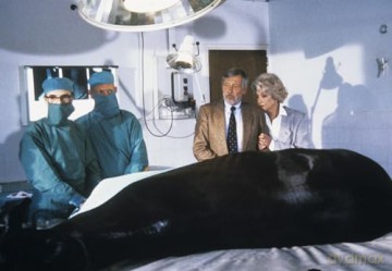 Fest im Sattel: Der Mooshof - Die Komplettbox mit 48 Episoden der deutschen Serie - Erlebe die familiäre Pferdeserie aus den 80er Jahren [DVD]