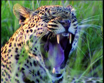 Im Reich der Tiere - 32 Stunden fesselnde und atemberaubende Tierdokumentationen mit einzigartigen Aufnahmen - Dokumentationen für Naturliebhaber und Tierfreunde [DVD]