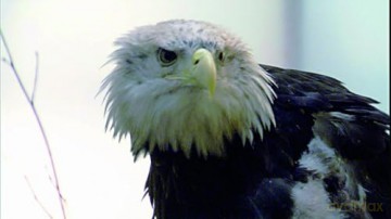 Im Reich der Tiere - 32 Stunden fesselnde und atemberaubende Tierdokumentationen mit einzigartigen Aufnahmen - Dokumentationen für Naturliebhaber und Tierfreunde [DVD]