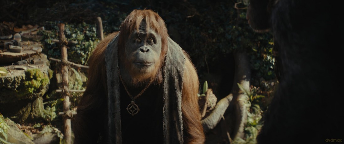 Kingdom of the Planet of the Apes (Królestwo Planety Małp) (steelbook) [Blu-Ray 4K]+[Blu-Ray]