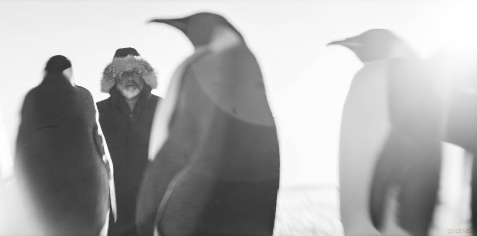 Rückkehr zum Land der Pinguine [DVD]