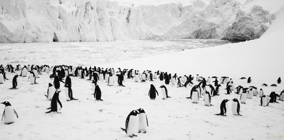 Rückkehr zum Land der Pinguine [DVD]