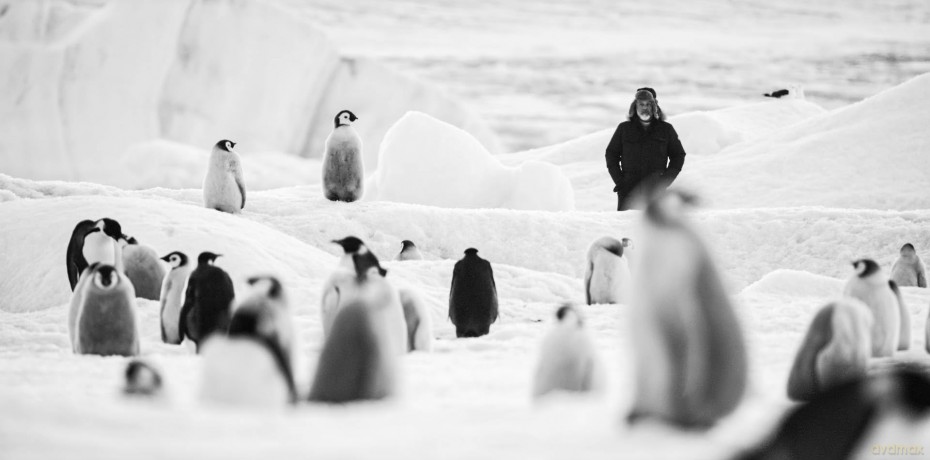 Rückkehr zum Land der Pinguine [DVD]