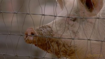Squealer - The Serial Killer [DVD]