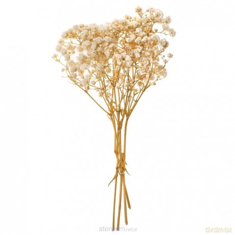Gipsówka 4 gałązki ok. 20cm natural