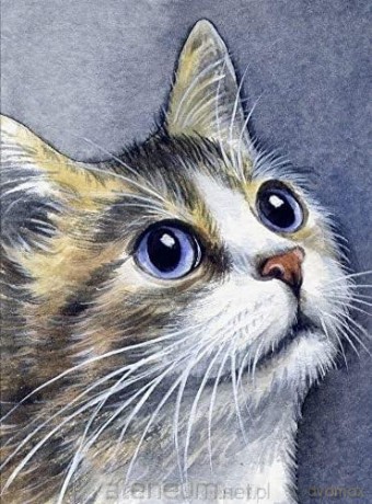Malowanie po numerach - 30x40cm Kot