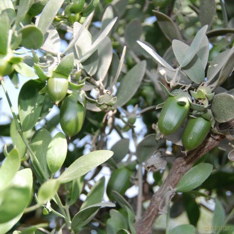Primavera Jojoba oil Bio 100 ml unisex