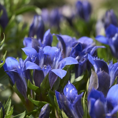 Weleda Lifting face serum Blue gentian and Alpine protea (Contouring Face Serum) 30 ml dla kobiety