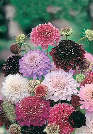 Johnsons 19477 Flower Seeds, SCABIOUS Tall Double Mixed