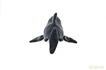 Wild Republic Great White Shark Plush Soft Toy, Cuddlekins Cuddly Toys, Gifts for Kids 30 cm