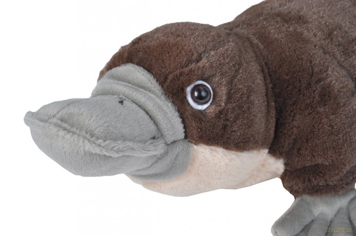 Wild Republic Platypus Plush, Stuffed Animal, Plush Toy, Gifts for Kids, Cuddlekins 12" (13459)