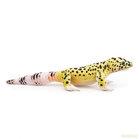 Zappi Co - Childrens Realistic Soft Cuddly Plush Toy Animal - Perfect Playtime Companions for Children with Lifelike Detail featured Tiktok (65cm Length) (Leopard Gecko)