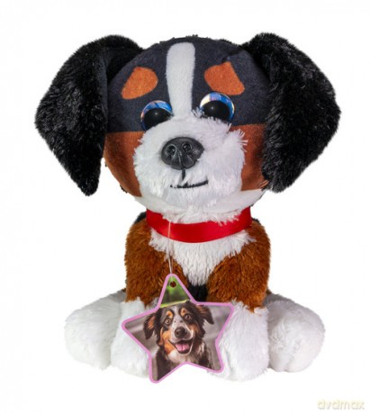 Lumo Bernese mountain dog Bruno classic