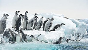 Antarctica - Sur Les Traces De L Empereur [Blu-Ray]