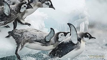 Antarctica - Sur Les Traces De L Empereur [Blu-Ray]