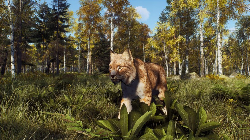 Way of the Hunter - Wild Expeditions [GRA XBOX SERIES X]