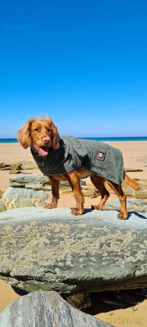 Danish design - Dog bath robe green 60cm - (D11260)