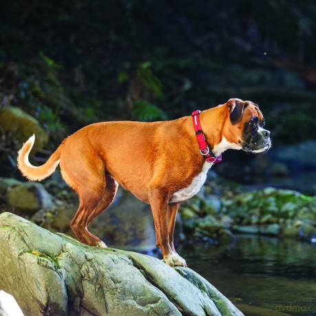 Ezydog - Collar Double Up Corduroy M 29-40Cm - (605.0076)