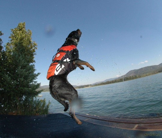 Ezydog - Life jacket yellow XL >41 kg