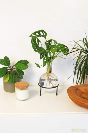 Winkee - Hydro Vase Flora