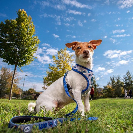 Dog Premium Harness M/L Stitch