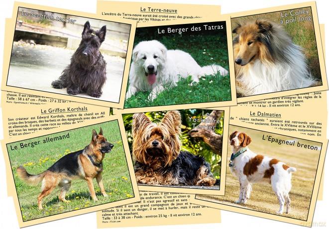Marcvidal (477) I Learn to Recognize Dogs Educational Toy
