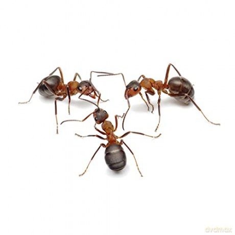 My Living World: Ant World