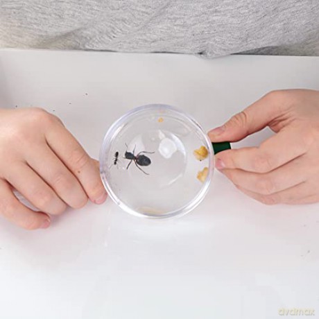 My Living World: Ant World