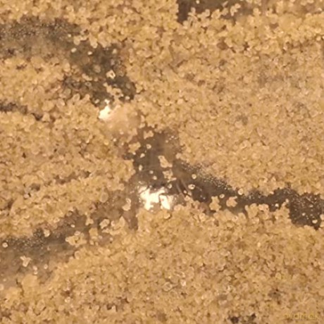 My Living World: Ant World