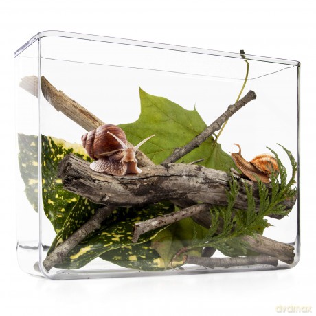My Living World: Snail World