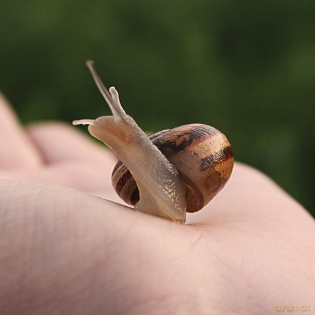 My Living World: Snail World