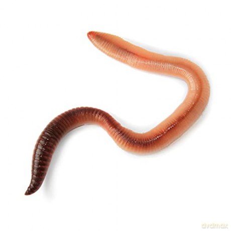 My Living World: Worm World