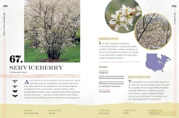 100 Plants to Feed the Bees: Provide a Healthy Habitat to Help Pollinators Thrive - The Xerces Society [KSIĄŻKA]