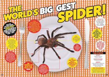 500 Weird Animal Facts - DC Thomson [KSIĄŻKA]