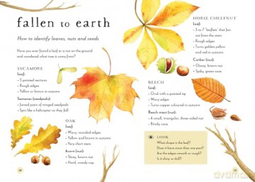 A Field Guide to Autumn: Play and learn in nature: 2 (Field Guide series) - Gabby Dawnay [KSIĄŻKA]