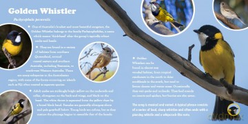 A First Book of Beautiful Bird Songs: The best bird voices from around the world - Fred Van Gessel [KSIĄŻKA]