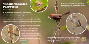 A First Book of Beautiful Bird Songs: The best bird voices from around the world - Fred Van Gessel [KSIĄŻKA]