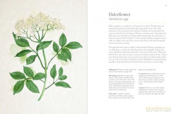 A Forager's Guide to Wild Drinks: Ferments, infusions and thirst-quenchers for every season - Liz Knight [KSIĄŻKA]