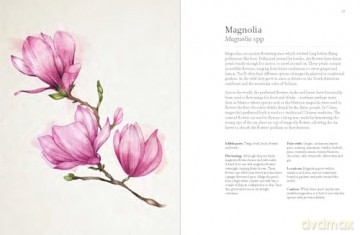A Forager's Guide to Wild Drinks: Ferments, infusions and thirst-quenchers for every season - Liz Knight [KSIĄŻKA]